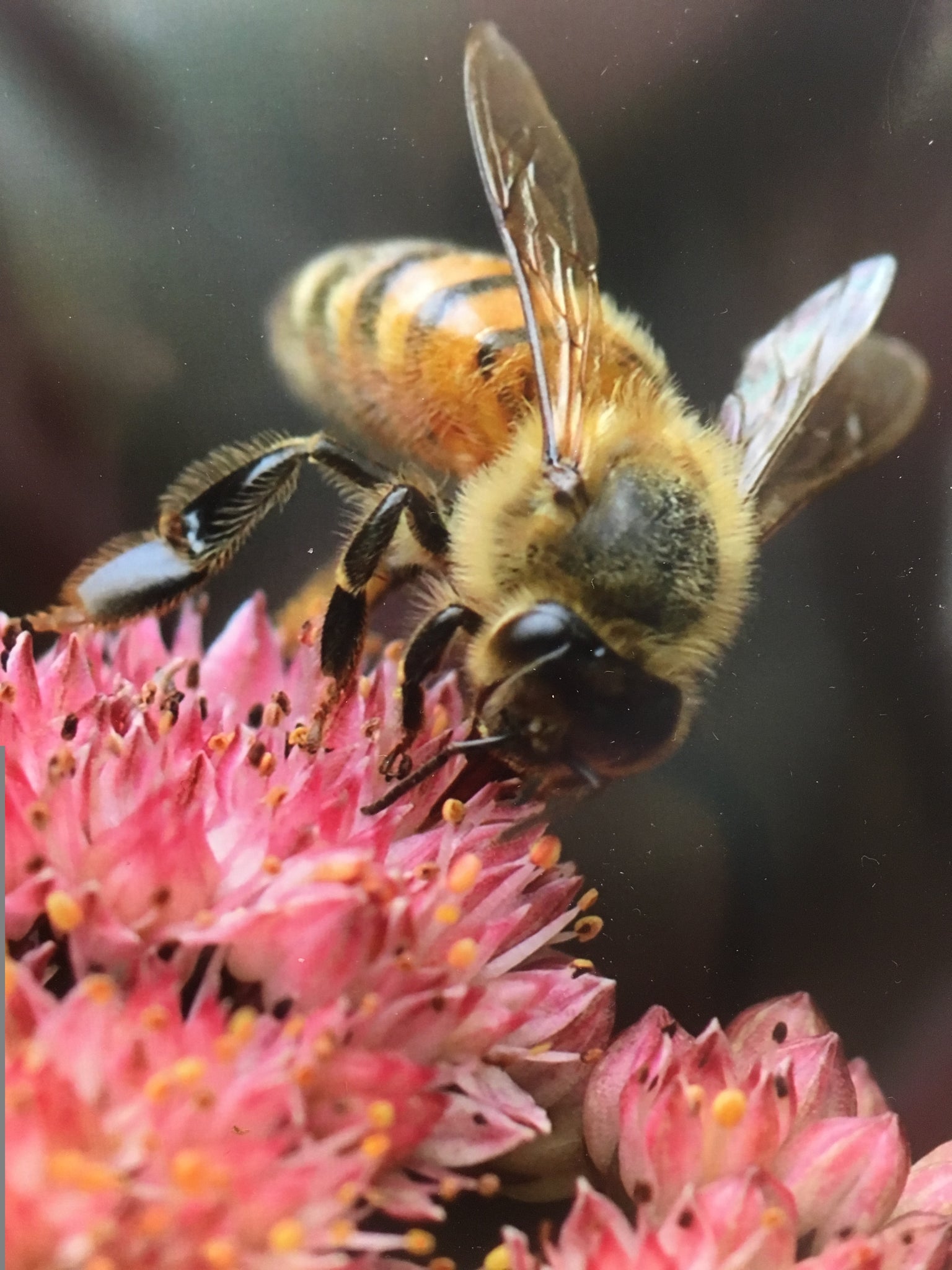 BEE Friendly Honey Bee Pollinator Garden
